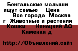 Бенгальские малыши ищут семью) › Цена ­ 5 500 - Все города, Москва г. Животные и растения » Кошки   . Ненецкий АО,Каменка д.